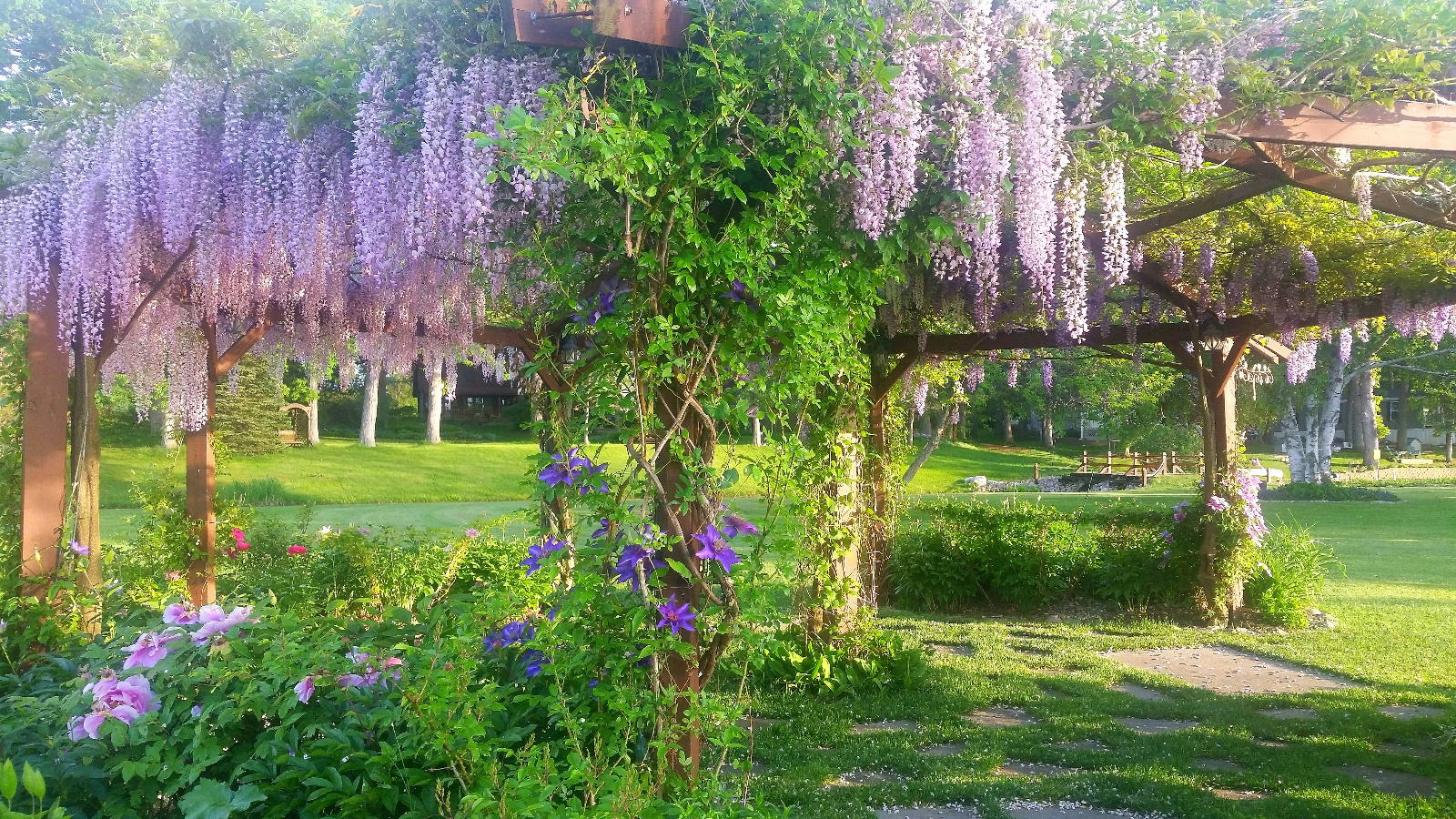 PINK WISTERIA IN BLOOM ATOP FLOWERING GAZEBO; CLEMATIS IN BLOOM CLIMBING POSTS; TREE PEONY ARE ON THEIR WAY OUT AS A DISTANT BRIGHT PINK GARDEN PEONY BEGINS TO OPEN